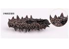 冬至到，食補(bǔ)養(yǎng)生還需煙臺(tái)海參
